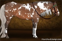 Horse Color:White Spotted Silver Bay 