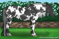Horse Color:White Spotted Black 