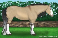 Horse Color:Bay Dun Splash 