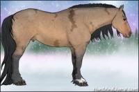 Horse Color:Bay Ice Dun 