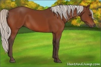 Horse Color:Silver Bay 