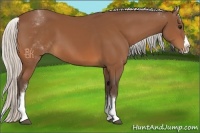 Horse Color:White Spotted Silver Bay Splash