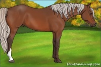 Horse Color:Silver Bay 