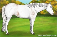 Horse Color:White Spotted Silver Bay Splash