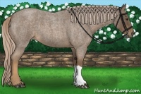 Horse Color:Chocolate Palomino Roan