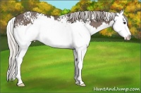 Horse Color:White Spotted Silver Black Splash