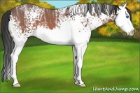 Horse Color:White Spotted Bay Ice Splash