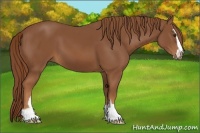 Horse Color:Chestnut Sabino