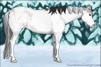 Horse Color:Bay Sabino 