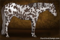 Horse Color:Liver Chestnut Appaloosa 
