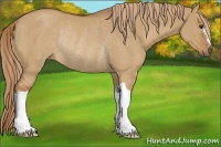 Horse Color:Red Dun Rabicano 