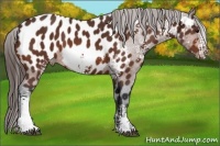 Horse Color:White Spotted Bay Sabino Appaloosa Rabicano
