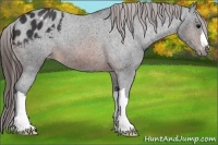 Horse Color:Brown Appaloosa