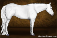 Horse Color:Gray Black Sabino Rabicano 