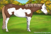 Horse Color:Chestnut Splash Frame