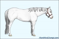 Horse Color:White Spotted Buckskin Splash 