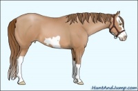 Horse Color:Bay Pearl Splash Frame