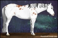 Horse Color:Bay Sabino Splash 