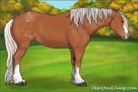 Horse Color:White Spotted Silver Bay Splash