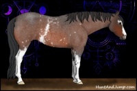 Horse Color:White Spotted Bay Roan
