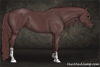 Horse Color:Chocolate Black and Chocolate Black