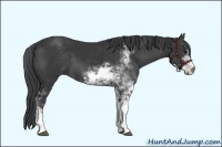 Horse Color:Black Sabino 