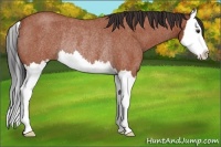 Horse Color:Bay Roan Splash Rabicano 