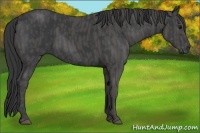 Horse Color:Black  Brindle