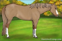 Horse Color:Red Dun Roan Splash Frame Rabicano 
