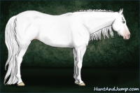 Horse Color:Gray Silver Amber Cream Champagne Roan Dun Splash Tobiano Frame Appaloosa Rabicano