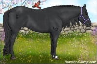 Horse Color:Black  and Black 