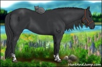 Horse Color:Black  and Black 