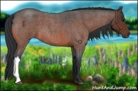 Horse Color:Bay Roan 