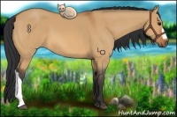 Horse Color:Bay Dun