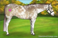Horse Color:Chocolate Buckskin Dun Sabino 