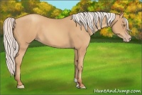 Horse Color:Silver Amber Champagne 