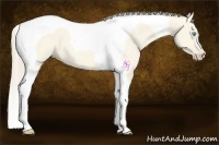 Horse Color:Perlino Dun Tobiano 