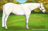 Horse Color:Cremello Dun Tobiano
