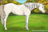 Horse Color:Perlino Dun Tobiano 