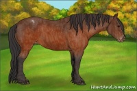 Horse Color:Brown Appaloosa  Brindle