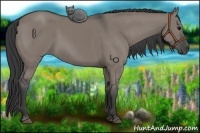 Horse Color:Grullo 