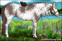 Horse Color:White Spotted Chocolate Grullo 