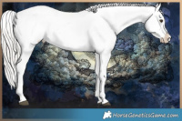 Horse Color:Silver Black Pearl Tobiano Frame Appaloosa 