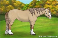 Horse Color:Red Dun Splash 