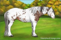 Horse Color:Bay Splash Tobiano Appaloosa  and Bay Splash Tobiano Appaloosa 