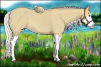 Horse Color:Silver Buckskin Roan Splash 