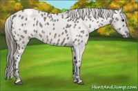 Horse Color:Grullo Varnish Rabicano 