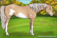 Horse Color:Silver Amber Champagne Frame 
