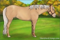 Horse Color:Silver Amber Champagne Frame 