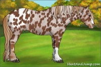 Horse Color:Chestnut Appaloosa 